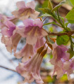 Paulovnija podolgovata - Paulownia elongata - semena paulovnije - 15 kos
