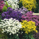 Limonka chobotnatá směs - Limonium sinuatum mix - semena limonky - 80 ks