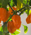 Paprika Habanada – Capsicum Chinense – semena paprike – 10 kosov