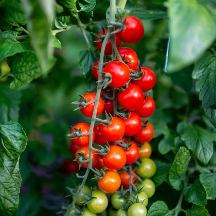 Rajče keříčkové Gartenperle - Solanum lycopersicum - semena rajčete - 10 ks