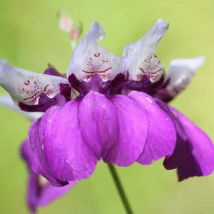 Kolinsie - Collinsia heterophylla - semena kolinsie - 300 ks