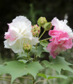 Okrasni hibiskus - Hibiscus mutabilis - semena hibiskusa - 5 kosov