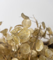 Bela enoletna mesečnica - Lunaria annua - semena mesečnice - 40 kos