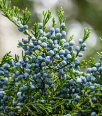 Virginijski brin - Juniperus virginiana - semena brina - 15 kosov