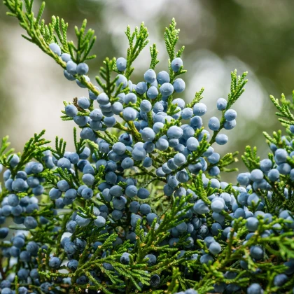 Jalovec virginský - Juniperus virginiana - semena jalovce - 5 ks
