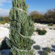 Virginijski brin - Juniperus virginiana - semena brina - 15 kosov