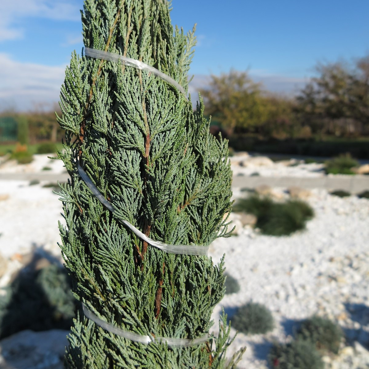 Virginijski brin - Juniperus virginiana - semena brina - 15 kosov