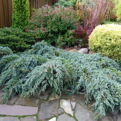 Virginijski brin - Juniperus virginiana - semena brina - 15 kosov