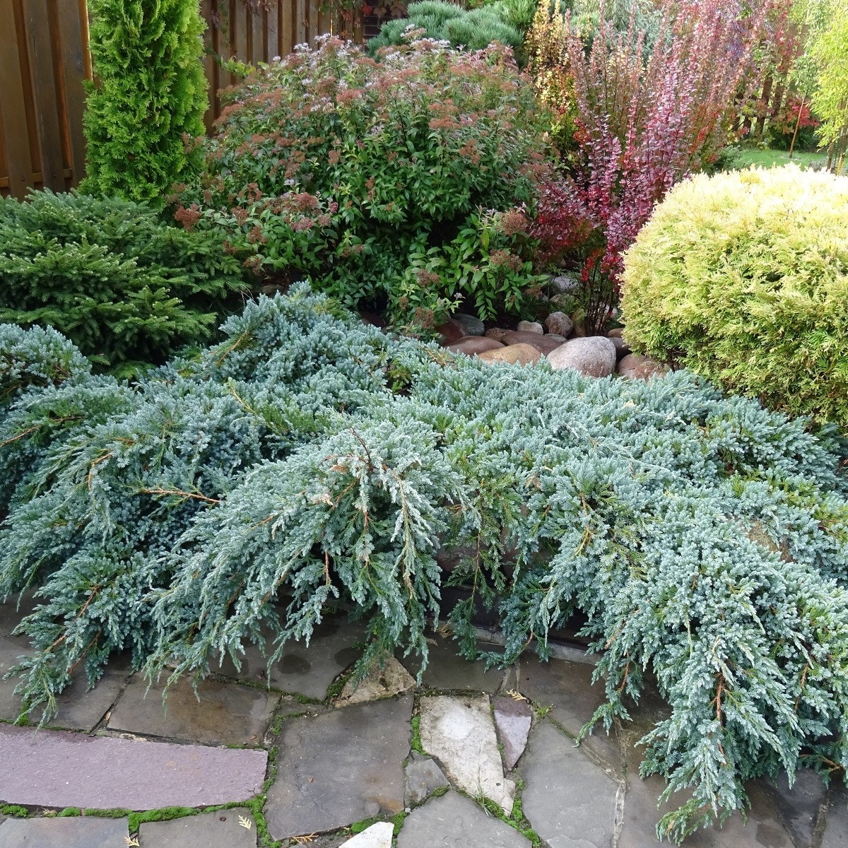 Virginijski brin - Juniperus virginiana - semena brina - 15 kosov