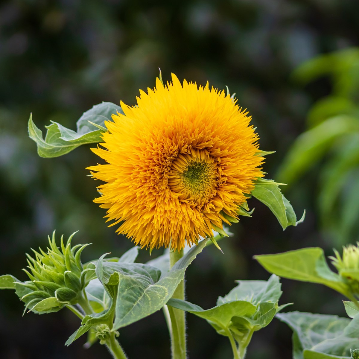 Slunečnice Sonnengold - Helianthus annuus - semena slunečnice - 15 ks