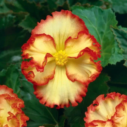 Begonie Marginata žlutá - Begonia crispa - hlízy begonie - 2 ks
