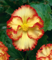 Rumena begonia Marginata – Begonia crispa – gomolji begonije – 2 kos