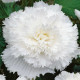 Begonie třepenitá bílá - Begonia fimbriata - hlízy begonie - 2 ks
