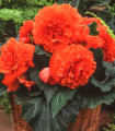Oranžna resasta begonija - Begonia fimbriata - gomolji begonije - 2 kosa