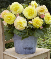 Begonija polnocvetna rumena - Begonia superba - gomolji begonije - 2 kosa
