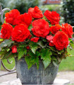 Begonija polnokvetna rdeča - Begonia superba - gomolji begonije - 2 kosa