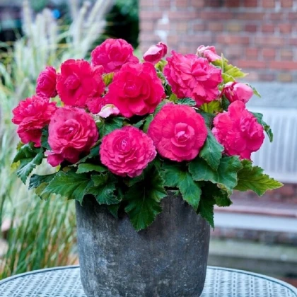 Begonie plnokvětá růžová - Begonia superba - hlízy begonie - 2 ks