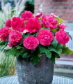 Begonija polnocvetna roza - Begonia superba - gomolji begonije - 2 kosa
