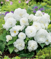 Begonija Nonstop bela - Begonia tuberhybrida - gomolji begonije - 2 kosa
