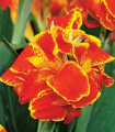 Dosna Queen Charlotte – Canna – gomolji dosne – 1 kos