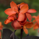 Dosna Happy Wilma - Canna - hlízy dosny - 1 ks