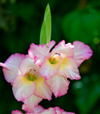 Gladiol Priscilla - Gladiolus - hlízy mečíku - 3 ks