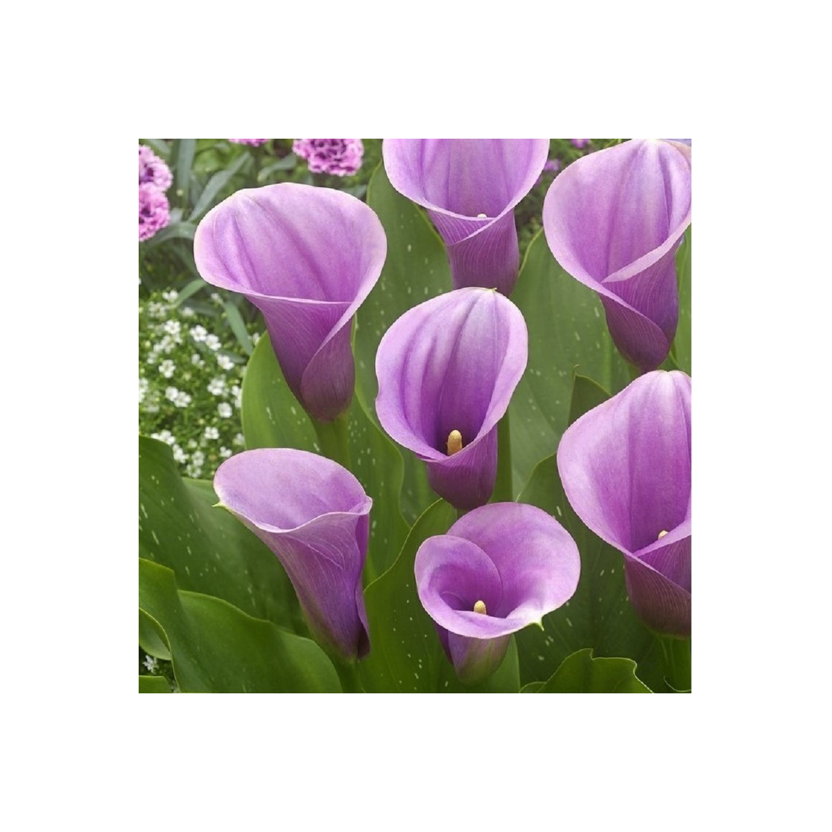 Kala Captain Violetta - Zantedeschia - hlízy kaly - 1 ks