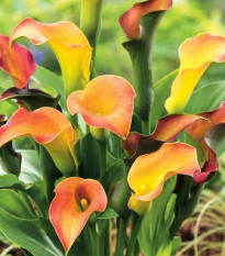 Kala Captain Lido - Zantedeschia - hlízy kaly - 1 ks