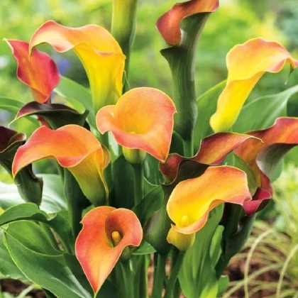 Kala Captain Lido - Zantedeschia - hlízy kaly - 1 ks