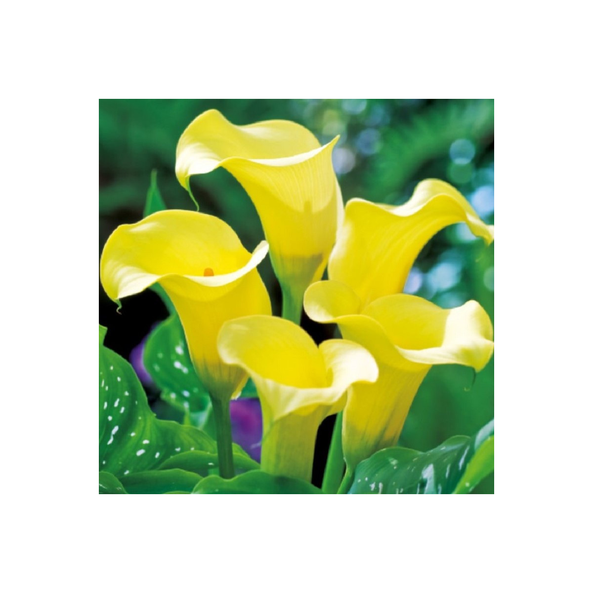Kala Black Magic - Zantedeschia - hlízy kaly - 1 ks
