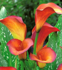 Kala Mango - Zantedeschia - hlízy kaly - 1 ks