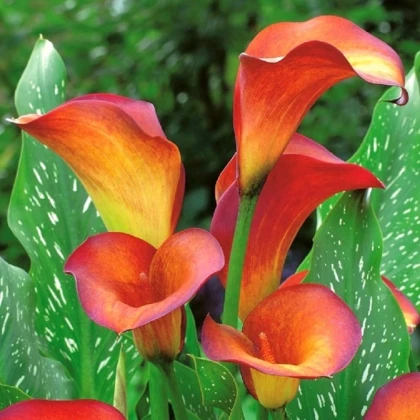 Kala Mango - Zantedeschia - hlízy kaly - 1 ks