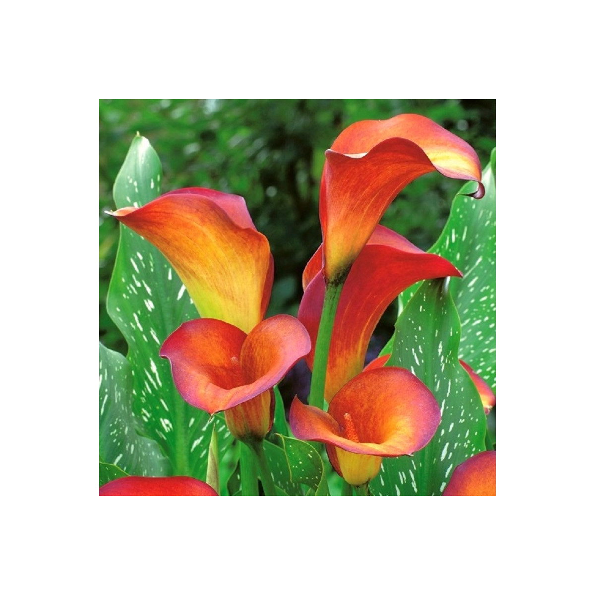 Kala Mango - Zantedeschia - hlízy kaly - 1 ks
