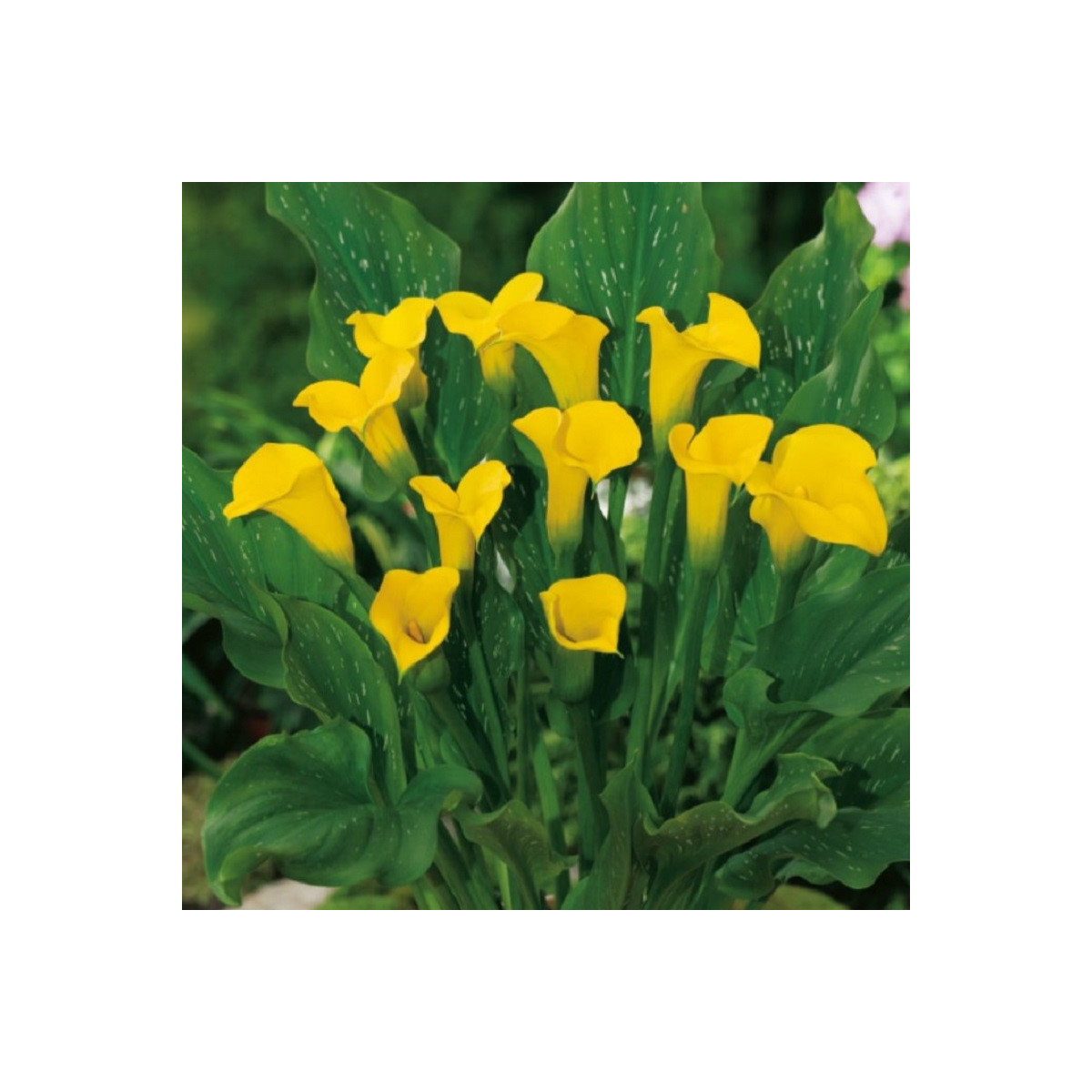 Kala Florex Gold - Zantedeschia - hlízy kaly - 1 ks