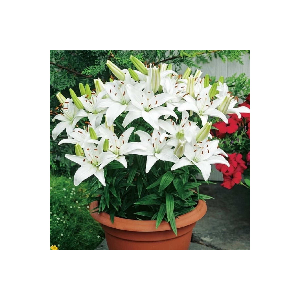 Lilie Ivory Pixie - Lilium - cibule lilie - 1 ks