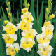 Gladiol Buggy - Gladiolus - hlízy mečíku - 3 ks