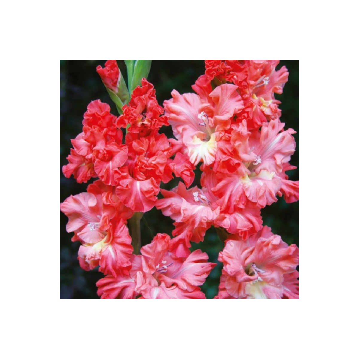 Gladiol You Two Frizzle - Gladiolus - hlízy mečíku - 3 ks