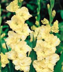 Gladiol Banana Ruffle - Gladiolus - hlízy mečíku - 3 ks