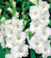 Gladiol Snowy Ruffle – Gladiolus – gomolji mečika – 3 kos