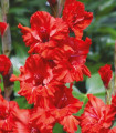 Gladiol Fire Ruffle – Gladiolus – gomolji mečika – 3 kos