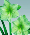 Limona - Hippeastrum - čebulica hippeastruma - 1 kos