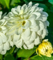 Sejem dahlij – Dahlia – gomolji dahlij – 1 kos