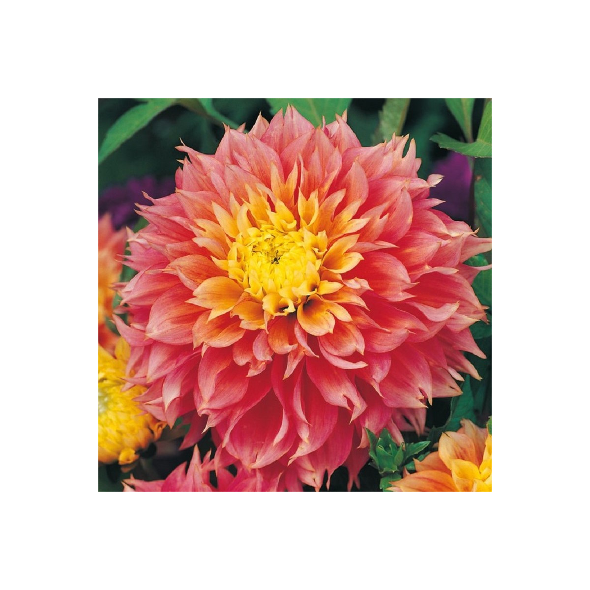Jiřinka Kogane Fubuki - Dahlia - hlízy jiřinky - 1 ks