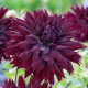 Jiřinka Black Touch - Dahlia - hlízy jiřinky - 1 ks
