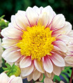 Dahlia Polka – dalija – gomolji dalije – 1 kos