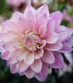 Dahlia Melody Harmony – dalija – gomolji dalije – 1 kos