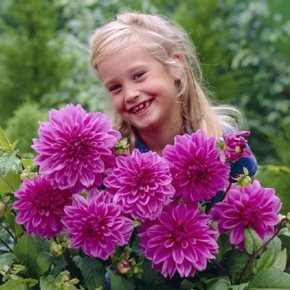 Jiřinka Lilac Time - Dahlia - hlízy jiřinky - 1 ks