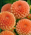 Dahlia Sylvia – dalija – gomolji dalije – 1 kos