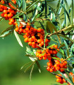 Rakitovec navadni - Hippophae rhamnoides - semena rakitovca - 8 kosov