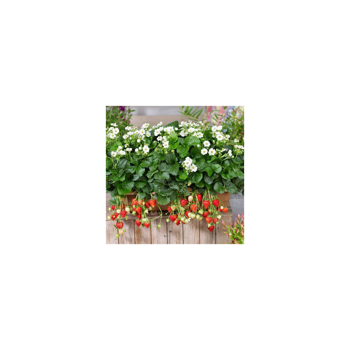 Jahodník Summer Breeze Snow F1 - Fragaria ananassa - semena jahodníku - 10 ks